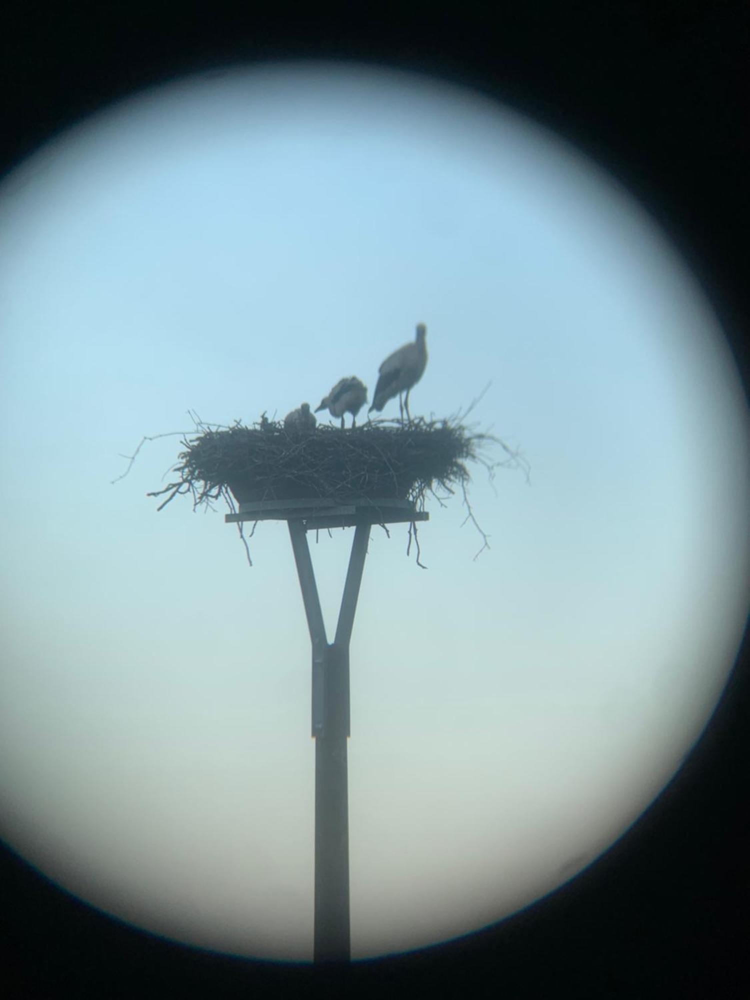 Storchenblick Zarnewanz